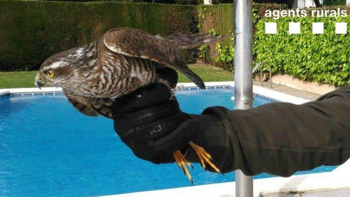 Capturan un gavilán cerca de una piscina de un bloque de pisos de Torredembarra