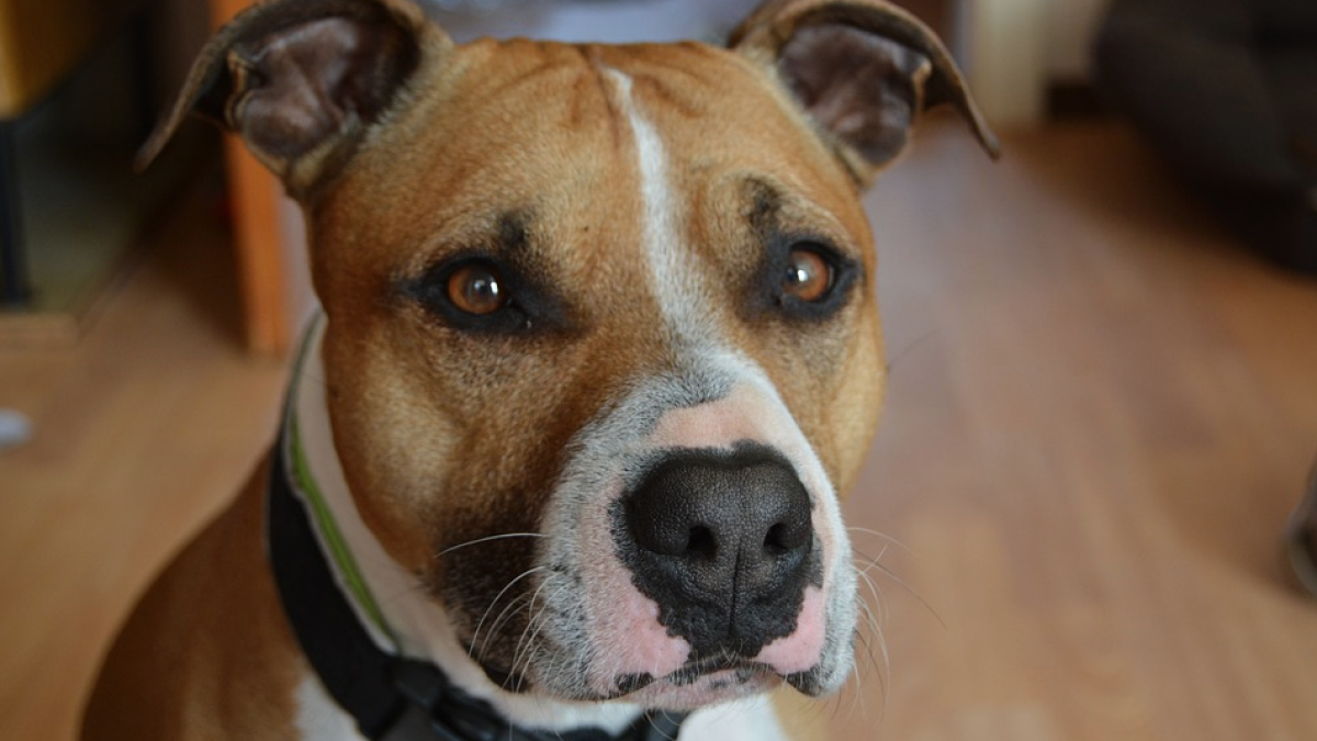 Investigada para abandonar una perra atada a un árbol y malherida