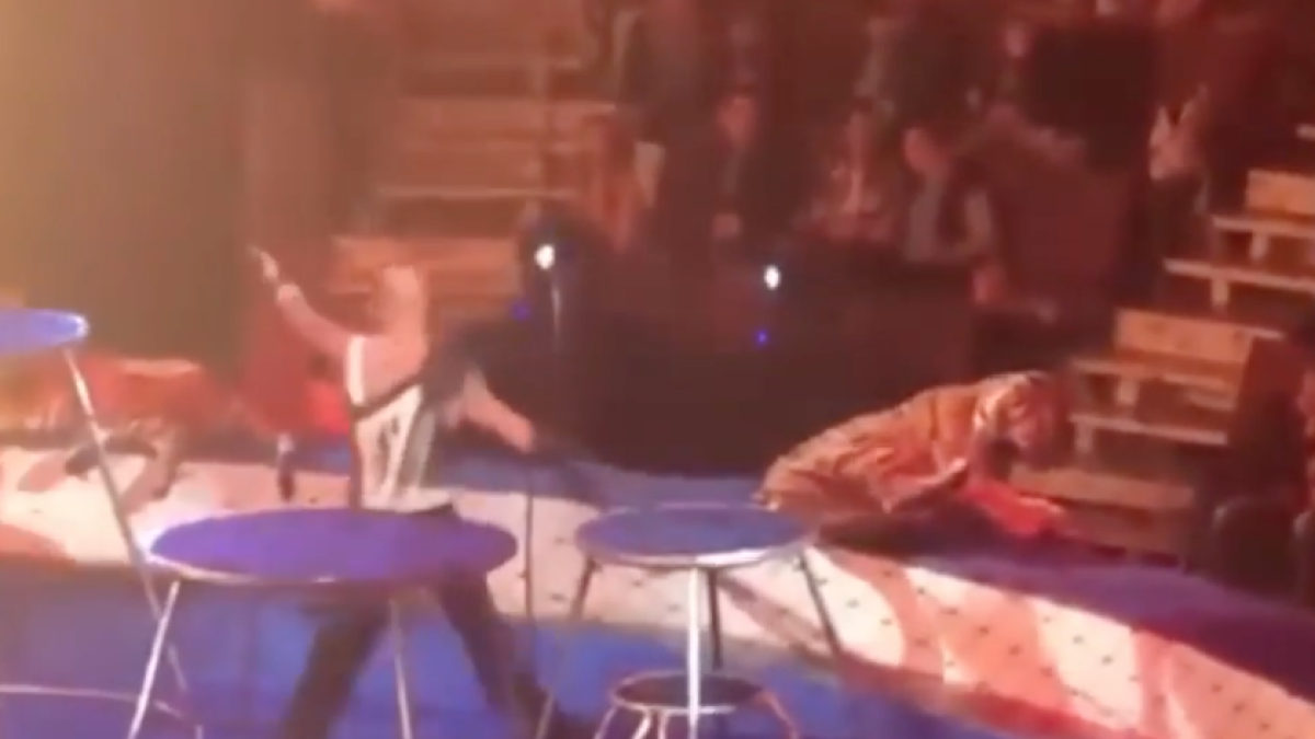 Una tigresa sufre un ataque durante un espectáculo de circo