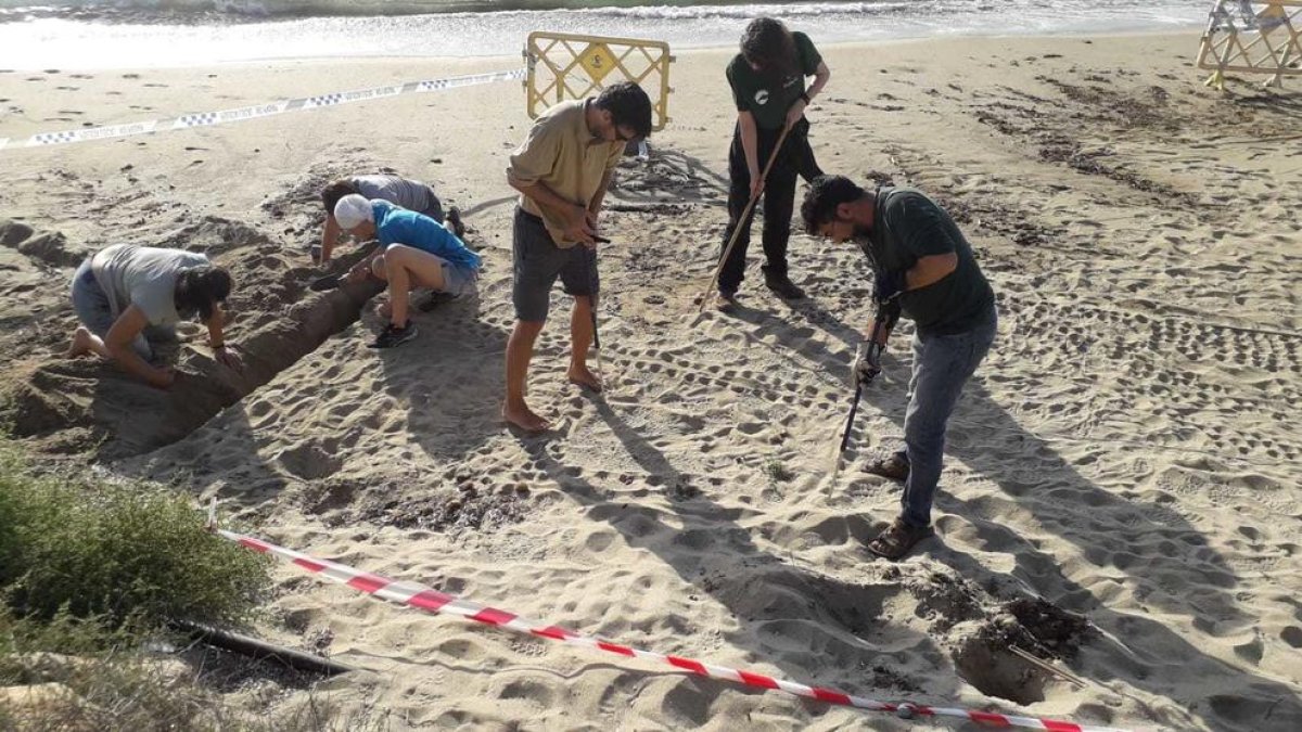 Técnicos y voluntarios trabajan para encontrar el nido de tortuga alelada en la playa de l'Ardiaca
