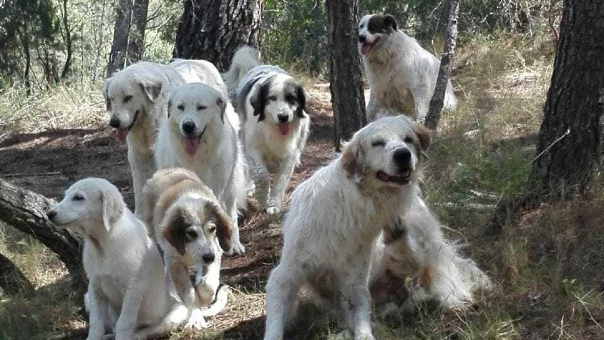 Busquen adopció per una manada de mastins rescatats a Riudecols