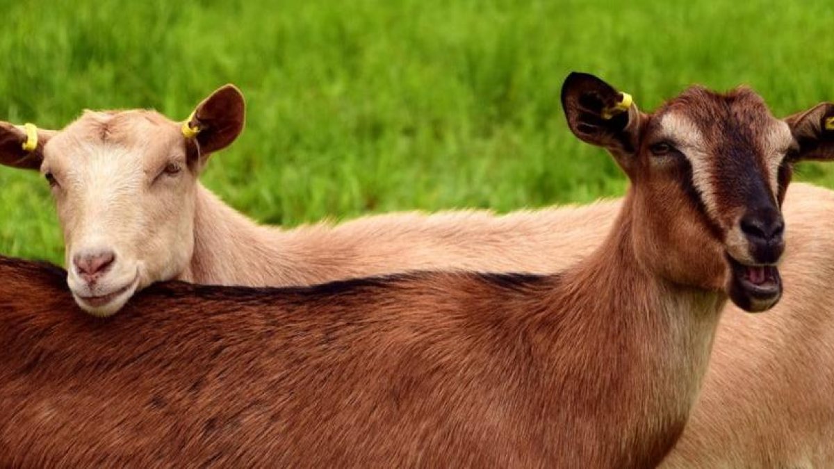 Investiguen un home acusat de sodomitzar cabres a Almeria