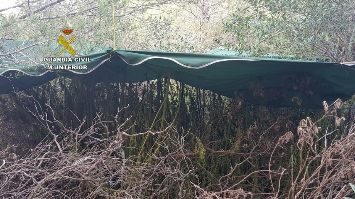 Desmantelan una plantación de 320 plantas de marihuana en un terreno forestal de Riudecols