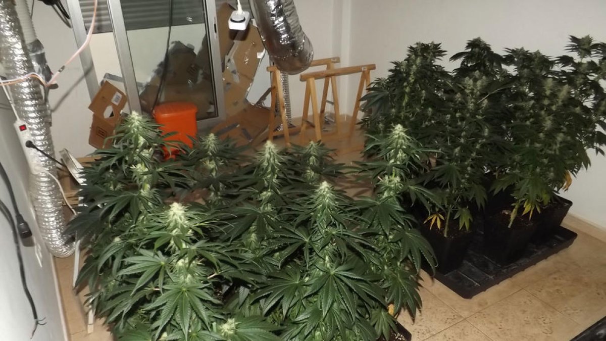 Detenido por cultivar marihuana en tres pisos ocupados en la Pobla de Mafumet