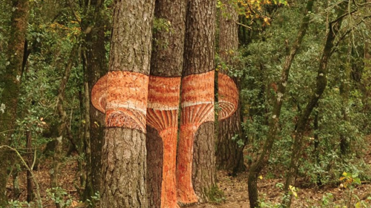 Descubre las setas pintadas en los árboles en una ruta por inaugurar el otoño.