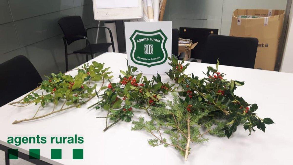 Denuncian la recolección de acebo y tejo en el Parc Natural dels Ports