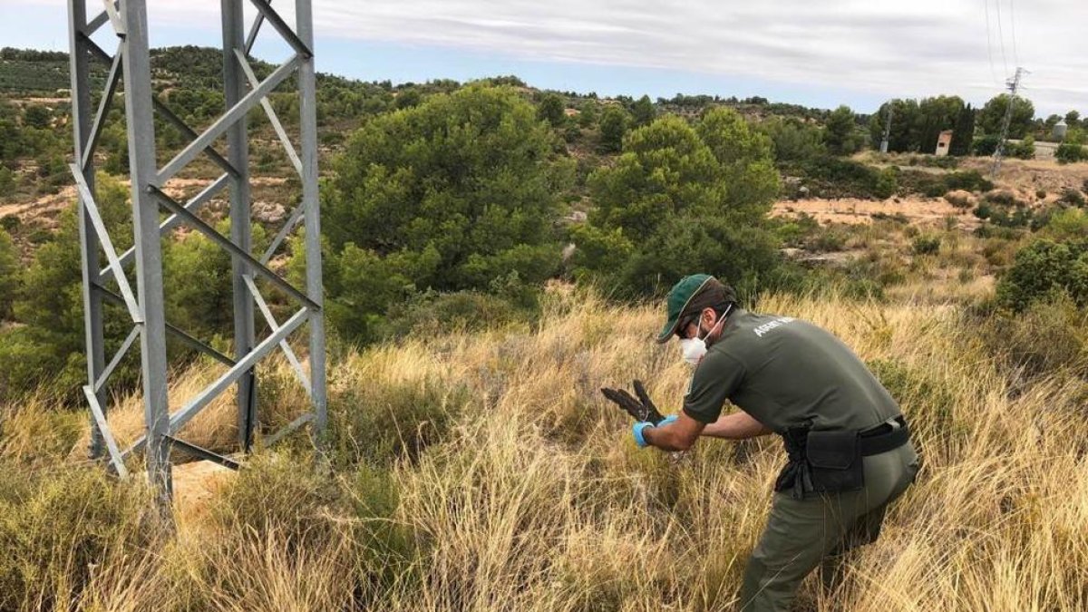 Troben dos voltors morts sota una torre elèctrica a la Palma d'Ebre