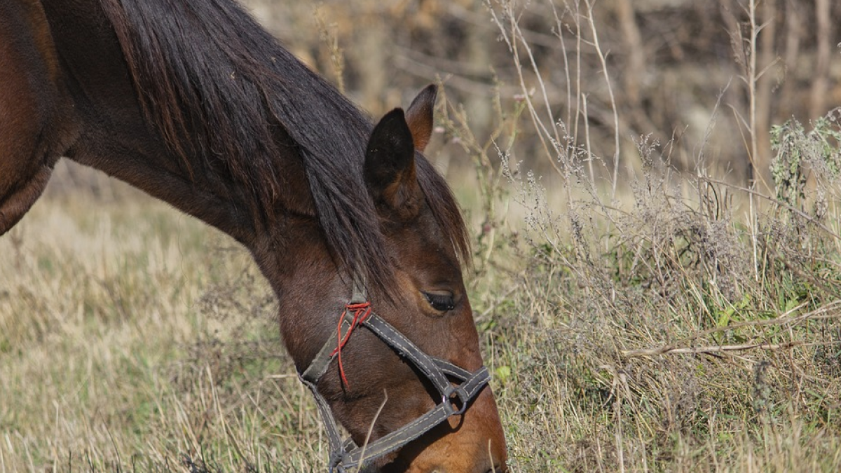 Estimben set cavalls morts per un barranc per evitar pagar la seva incineració