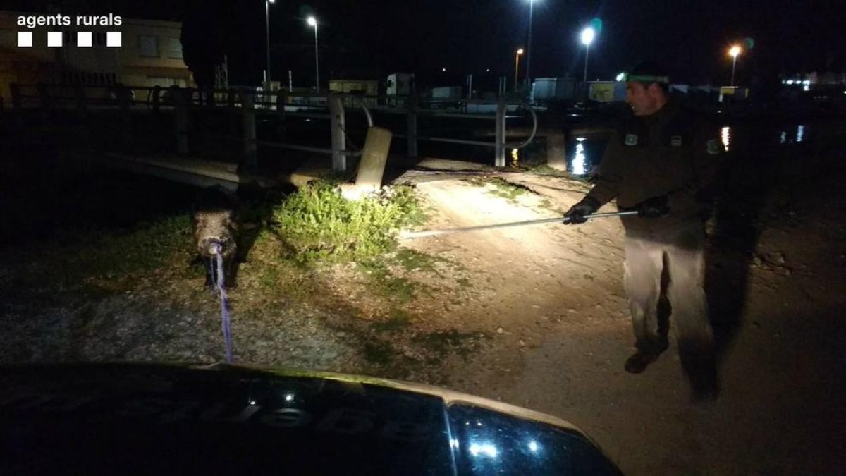 Rescaten un porc senglar que va caure al canar esquerre del Riu Ebre