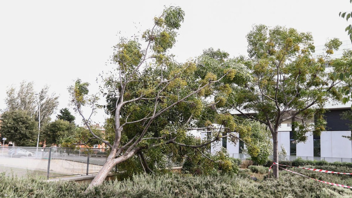 Las fuertes rachas de viento abaten árboles de grandes dimensiones en la demarcación