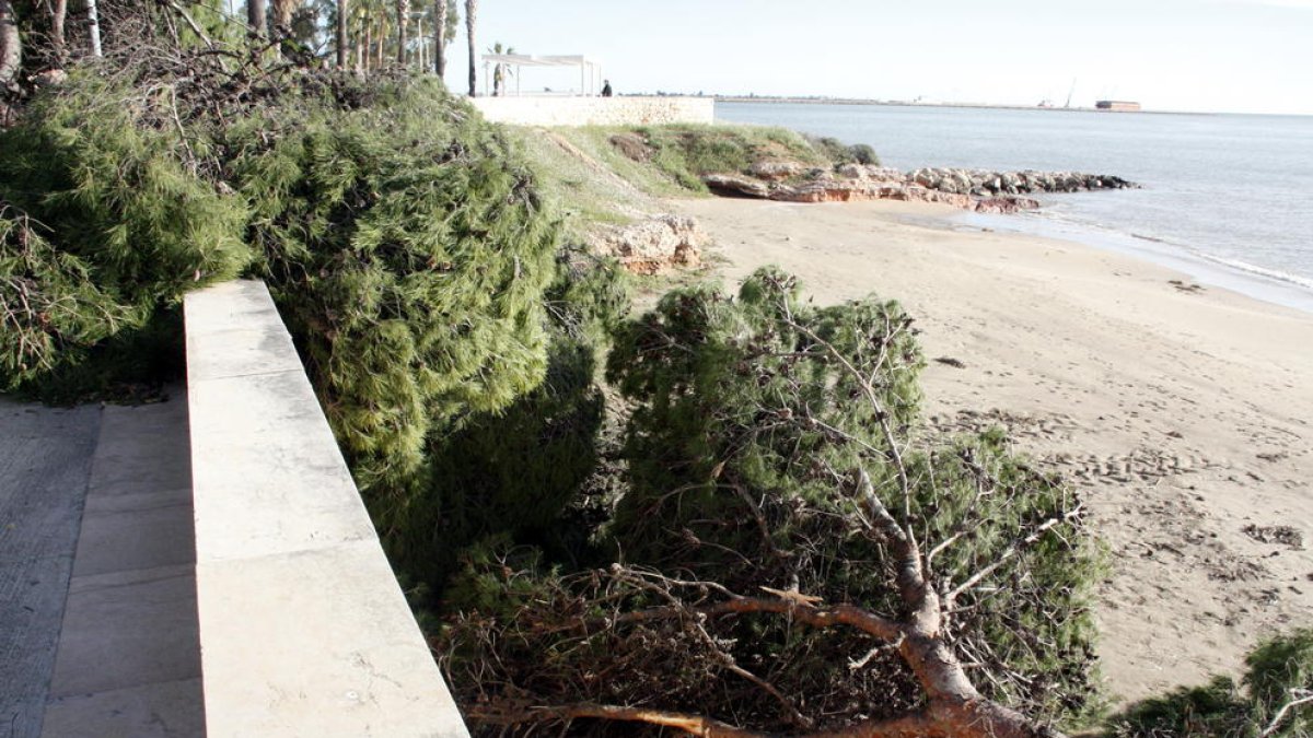 Protección Civil, Sant Carles de la Ràpita, paseo, Tierras Ebro, palo, Pueblo Nuevo, VENCAT, árbol, carretera, Viento