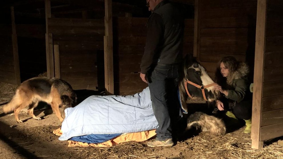 El Refugi Les Set Cabretes recull fons per salvar una euga enverinada