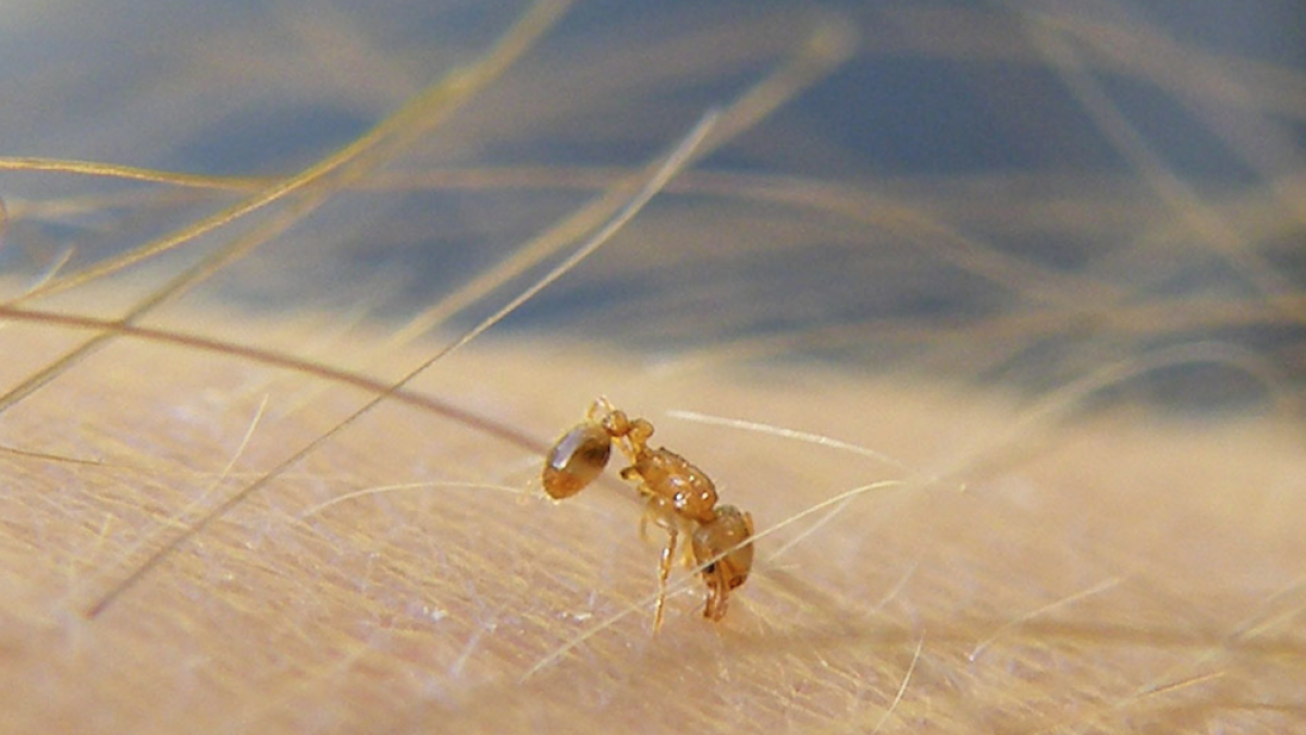 Arriba a la península una formiga diminuta que pot deixar cecs els animals