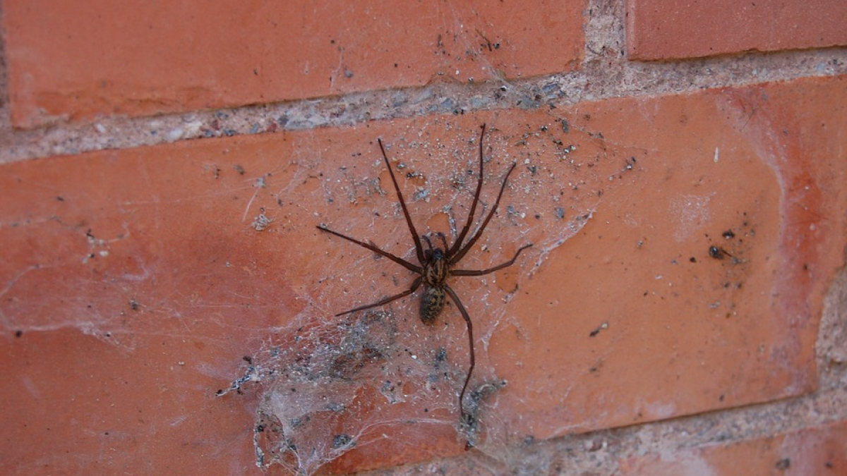 Quería matar una araña y acaba prendiendo fuego a su casa
