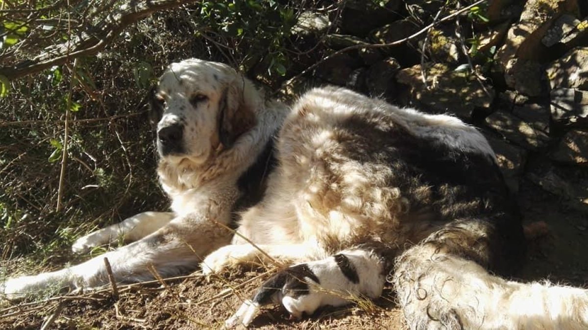 Buscan acogida para la última mastina rescatada que acaba de tener cachorros