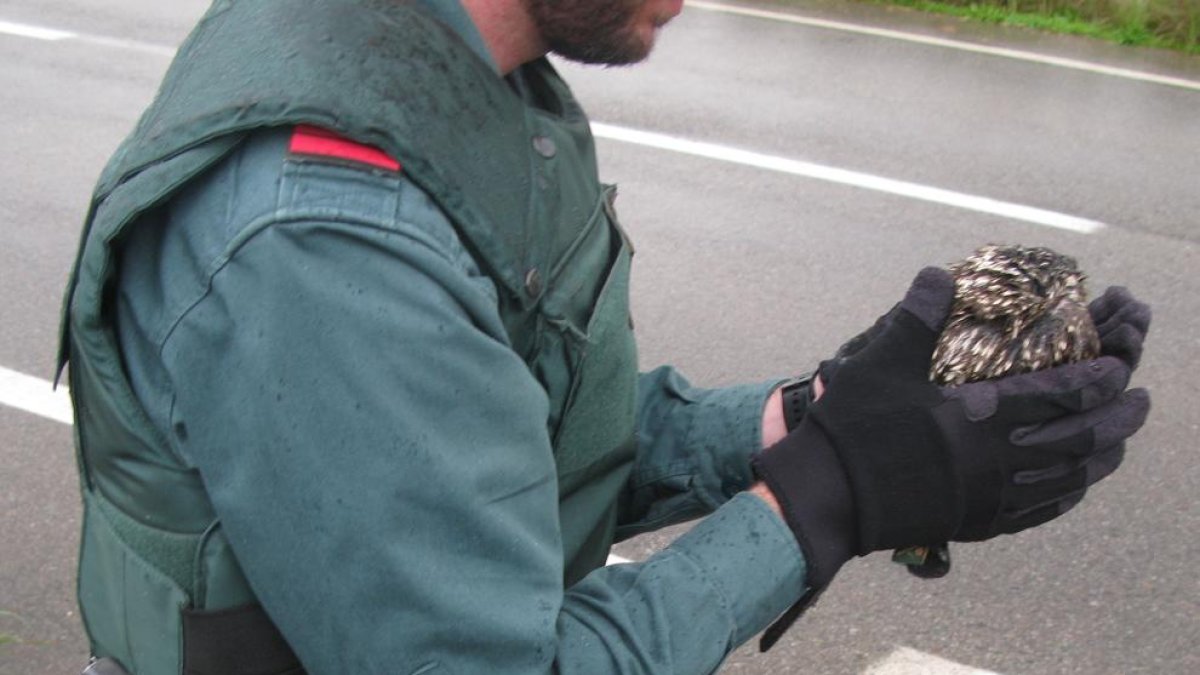 La Guardia Civil recoge un mochuelo herido en Riudoms