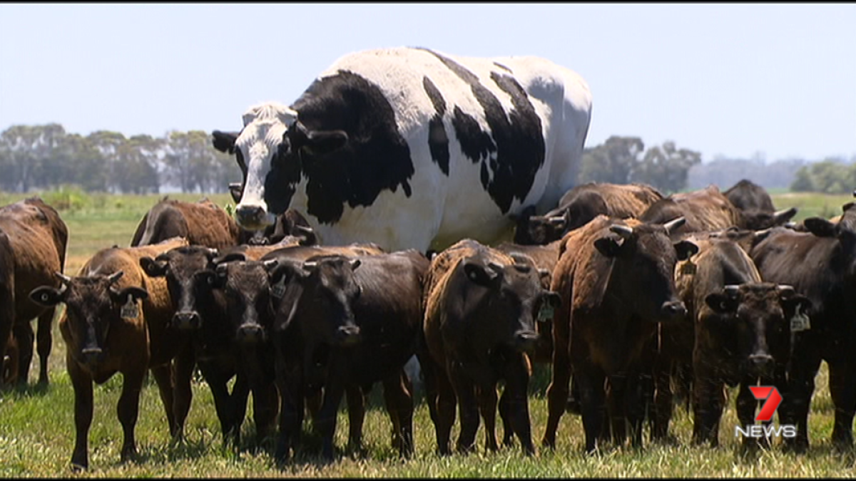 Una vaca australiana mesura 1,94 metres i pesa 1,4 tones