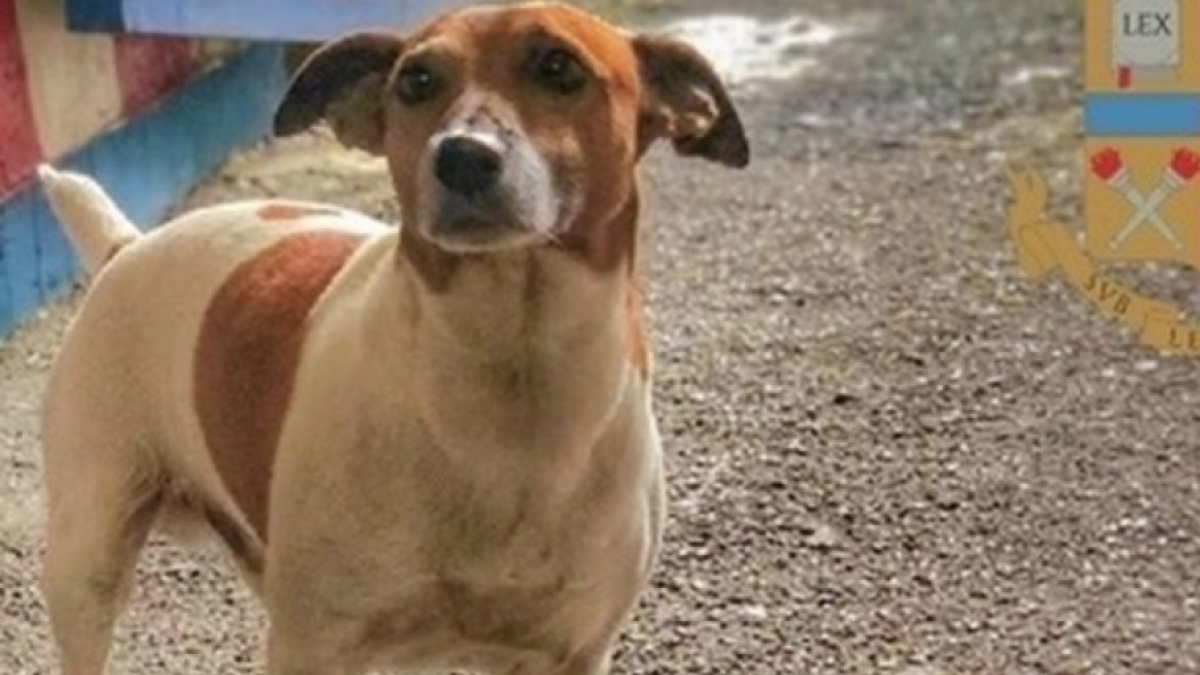 La mafia italiana ofrece 5.000 euros para|por la cabeza|cabo|jefe de un perro policía