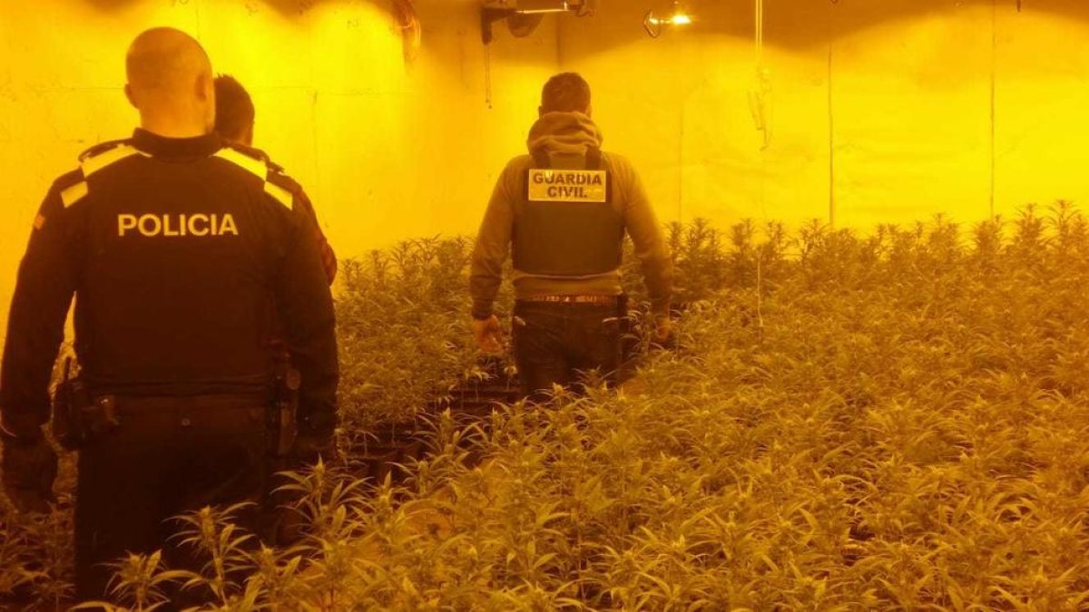 Desarticulan una organización criminal dedicada al tráfico de drogas en Roda de Berà