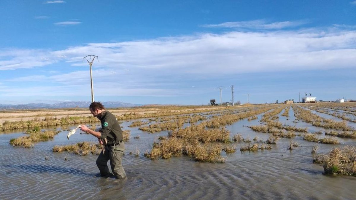Rescatan un flamenco herido en un arrozal de Deltebre