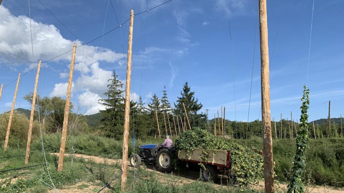 Finalitza la collita de llúpol de Prades per elaborar la cervesa Complot