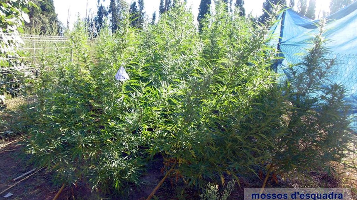 Tres detinguts a Figueres per tenir dues plantacions de marihuana valorades en més de 51.000 euros