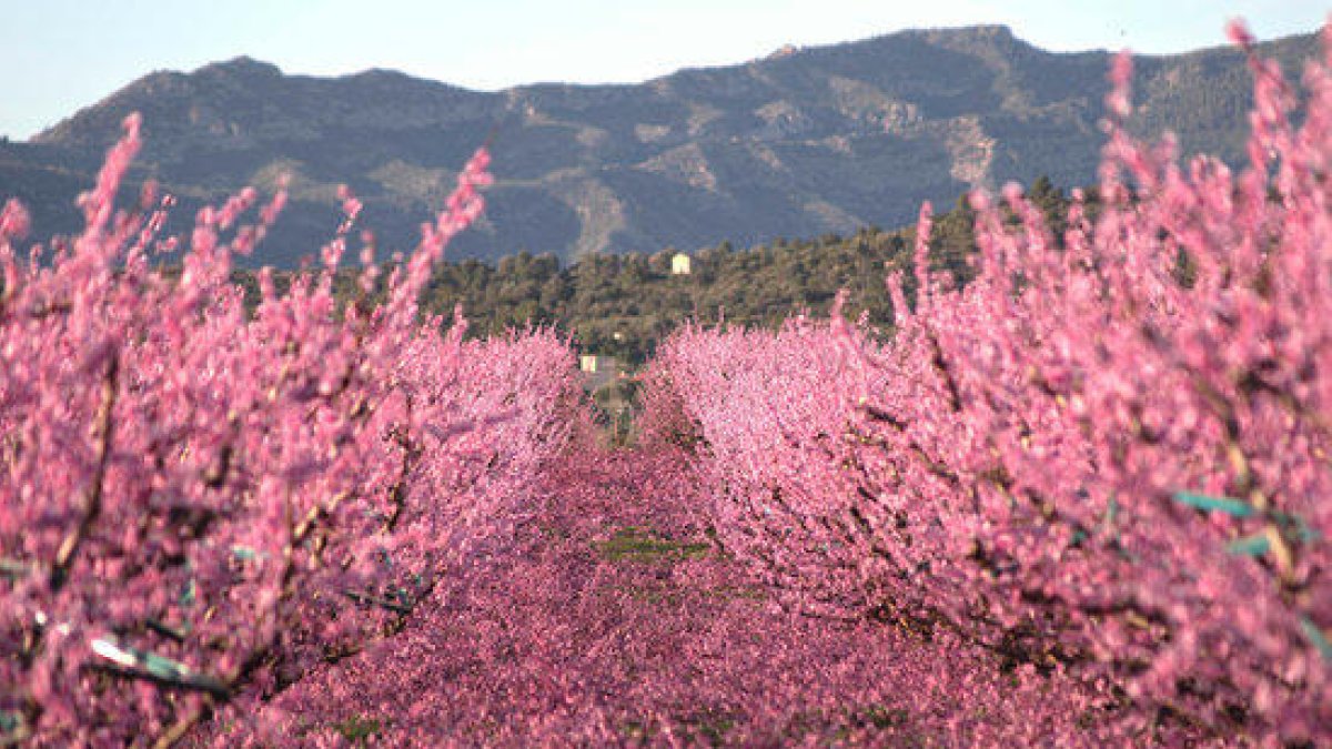 La afloració de los fruteros vuelve a atraer turistas en la Ribera d'Ebre, floración Ribera d'Ebre