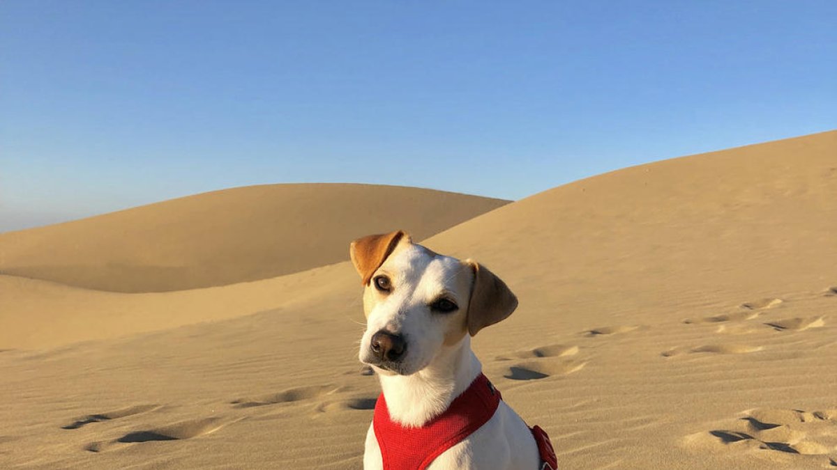 Pipper, un perro luchando para crear una sociedad más Dog Friendly