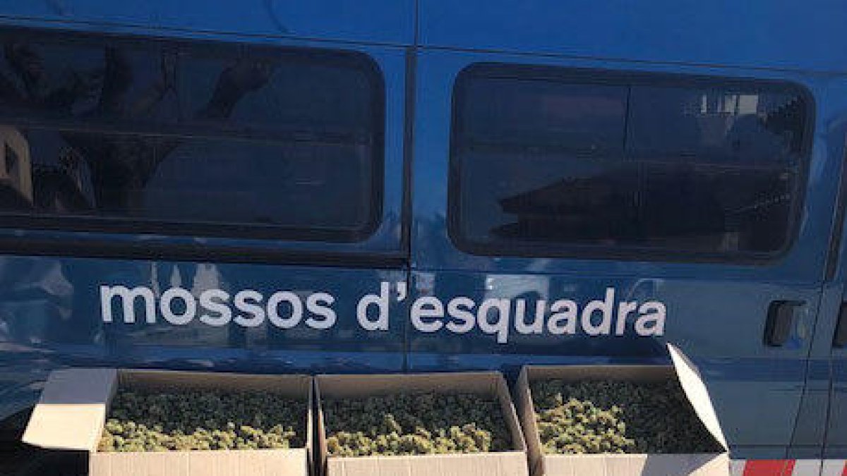 Detinguts dos homes que tenien 40 quilos de cabdells de marihuana en un pis de Vinyols