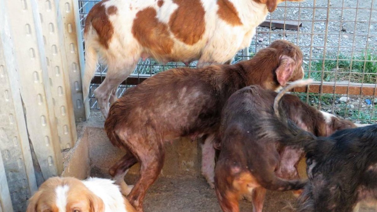 Investigat per deixar sis gossos desnodrits en gàbies a Santa Bàrbara