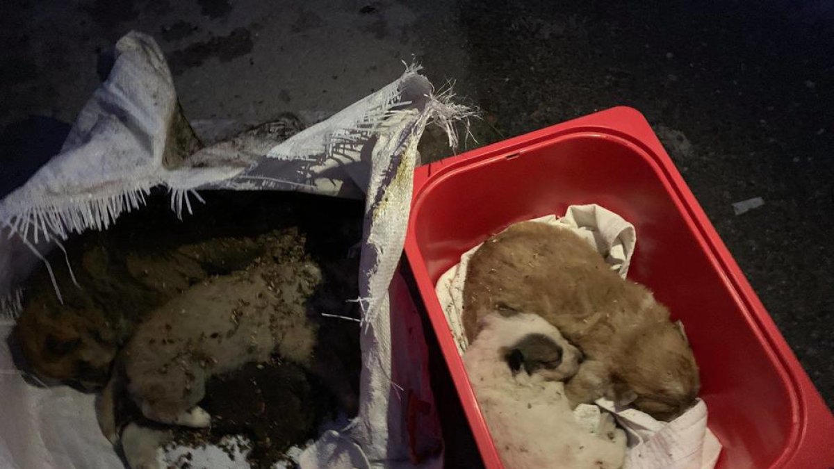 Maten quatre gossos i els llencen en un contenidor de Vimbodí