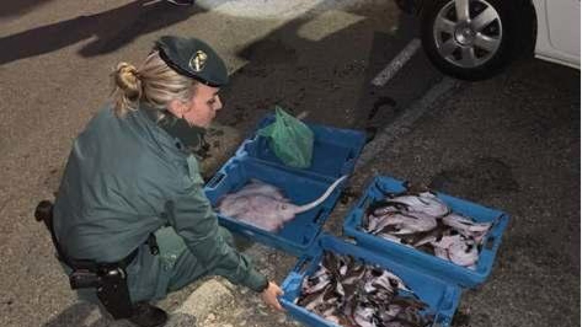 Intervienen 121 kilos de pescado fresco preparado para la venta ilegal