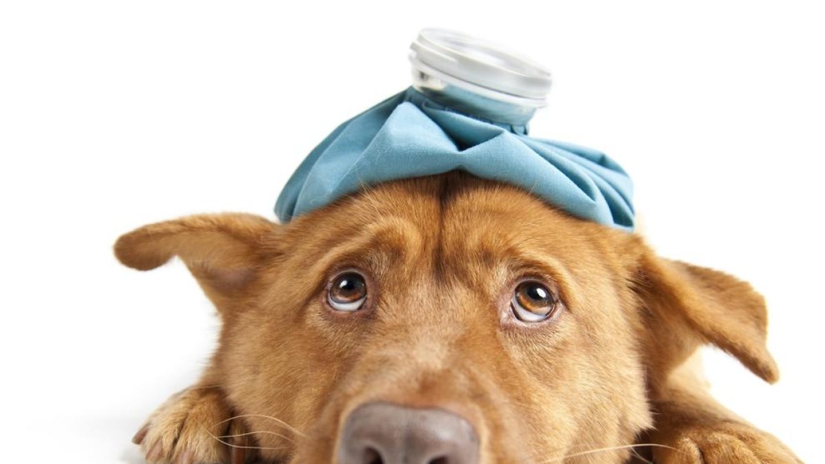 La maniobra de Heimlich que puede salvar la vida a nuestro perro