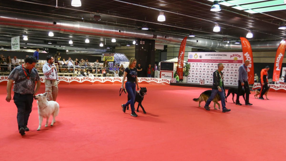 L'Exposició Internacional Canina omple d'activitat el Saló de la Mascota a Reus