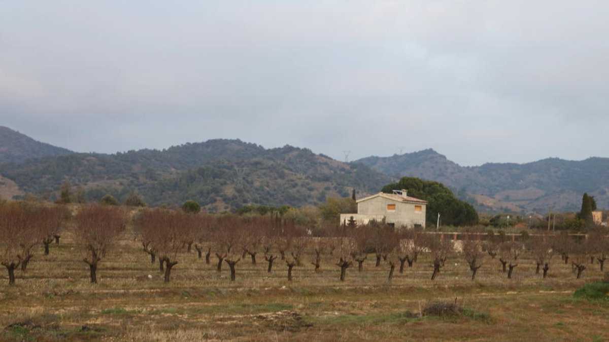 La sobrepoblació de cabirols ocasiona danys a la vinya del Priorat