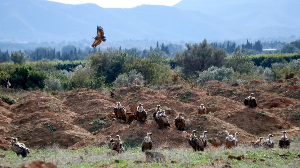 buitres, baix ebre, granja, vinallop