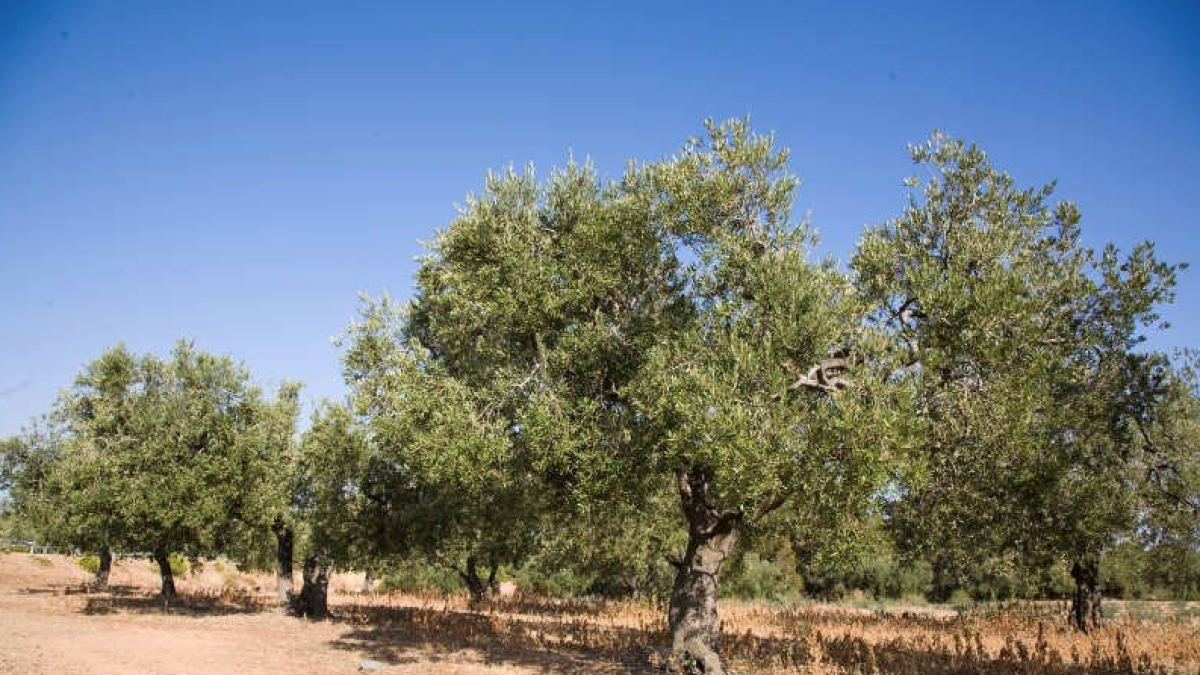 El Banc de Terres rescata 2,2 hectàrees d'avellaners i oliveres a Reus