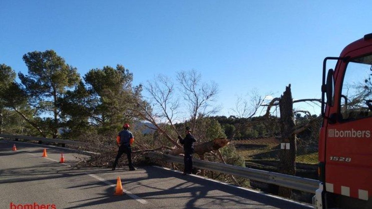 Un árbol caído en la TV-7021 en Cornudella de Montsant.