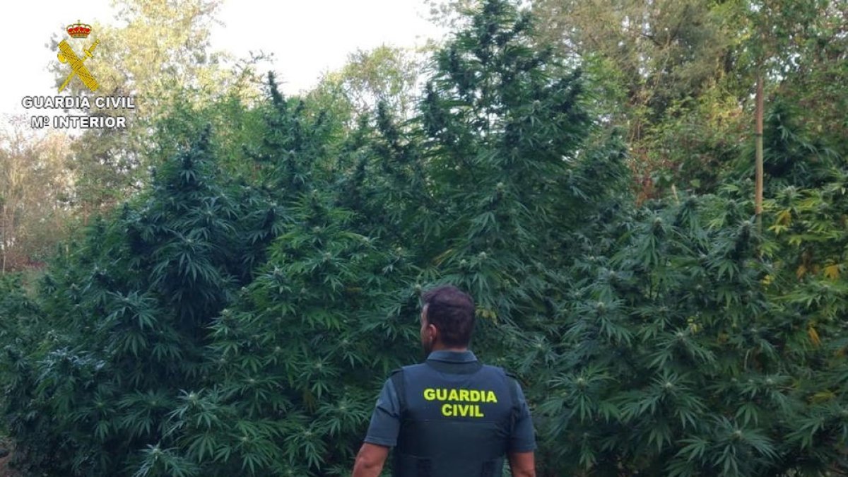 Descubren 150 plantas de marihuana de más de dos metros de altura y unos 450 kilos de peso