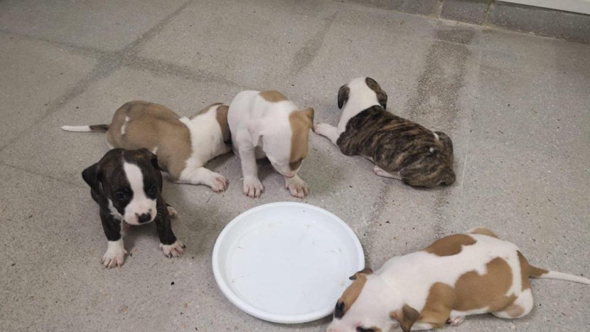 Busquen adoptants per cinc cadells de gos que van abandonar dins una capsa a Calafell