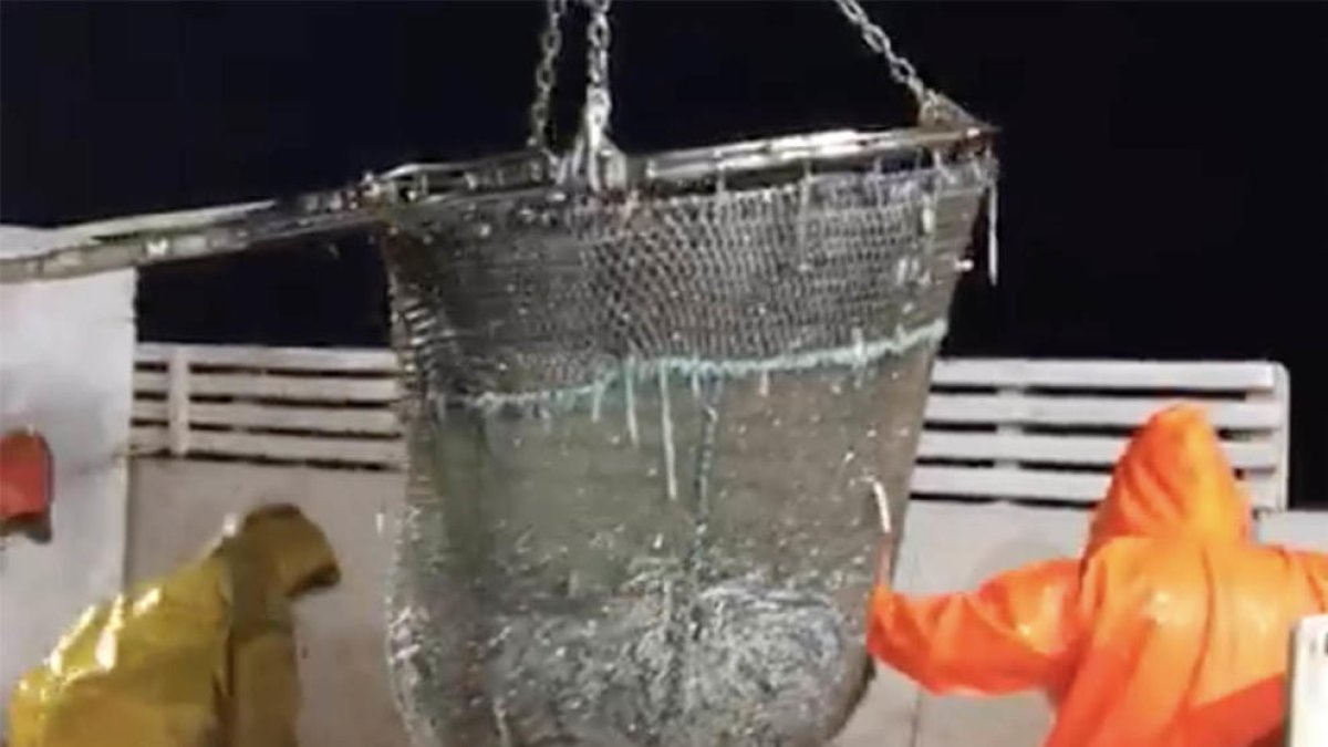 Així es fa la pesca del seitó