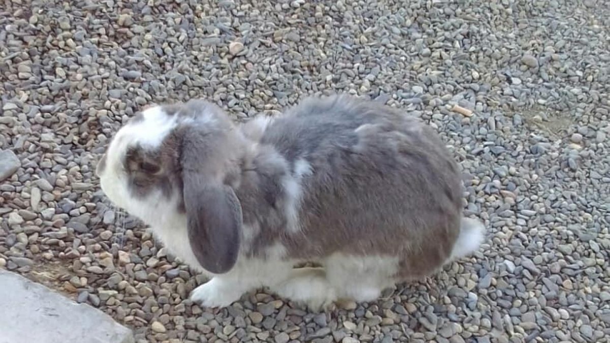 Un conill abandonat a Salou busca família