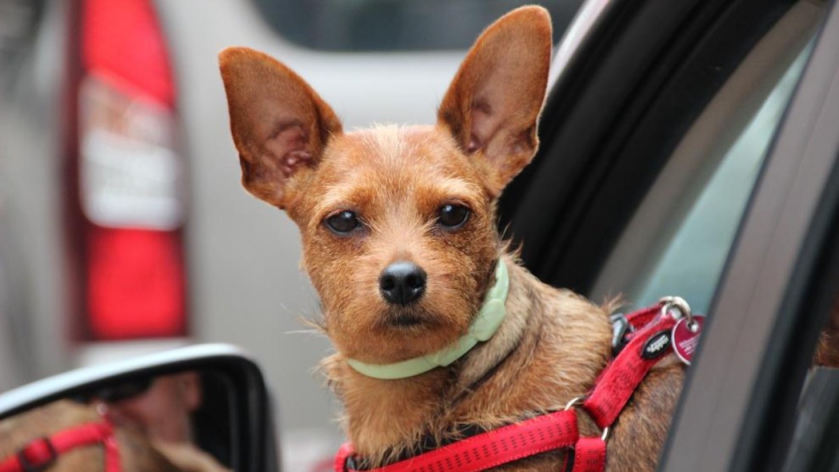 ¿Qué hacer si encontramos un perro cerrado al coche?