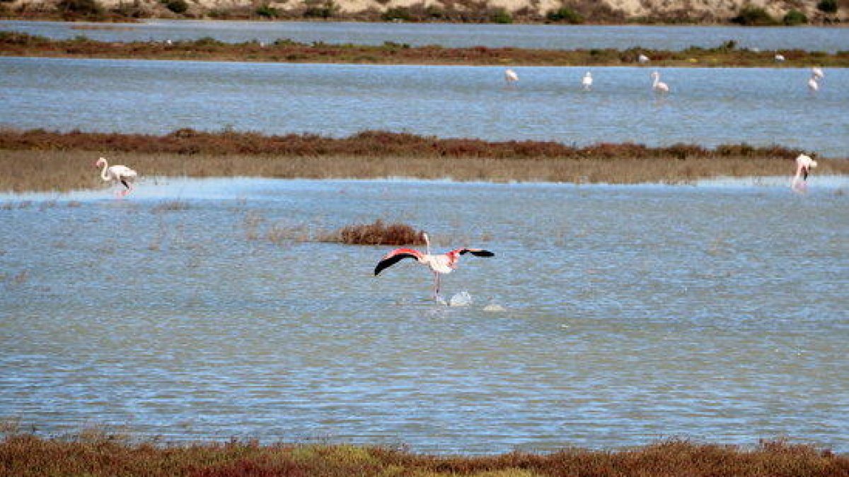 Més enllà de l'observació d'ocells: el Delta Birding Festival fa bandera del turisme de natura i la sensibilització