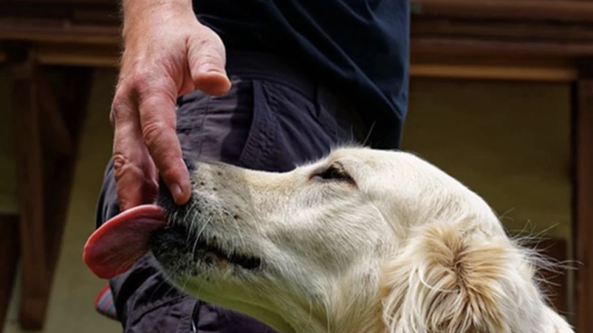 Muere de una grave infección después de ser lamido por su perro