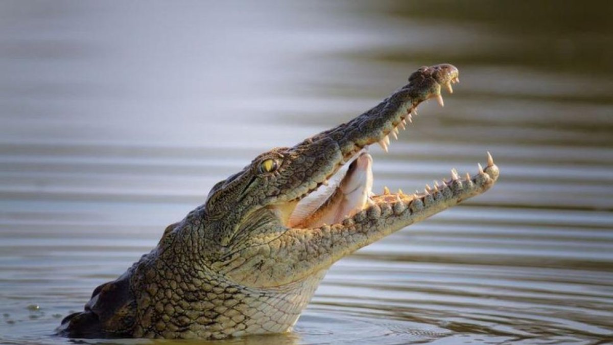 Mossega un cocodril per rescatar el seu fill de les mandíbules de l'animal