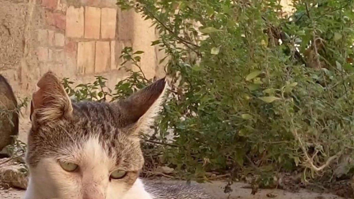 Denuncien la mort d'un gat d'una colònia controlada a causa de l'atac d'un gos