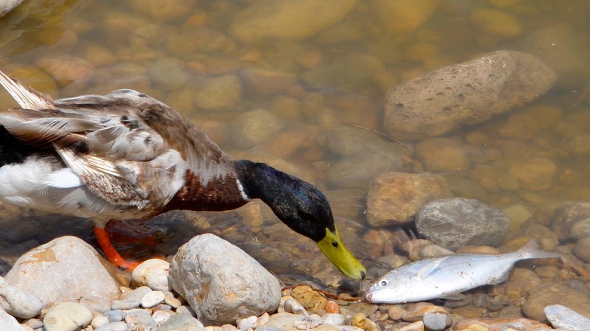 Investigan la muerte de 70 peces en la desembocadura del Foix