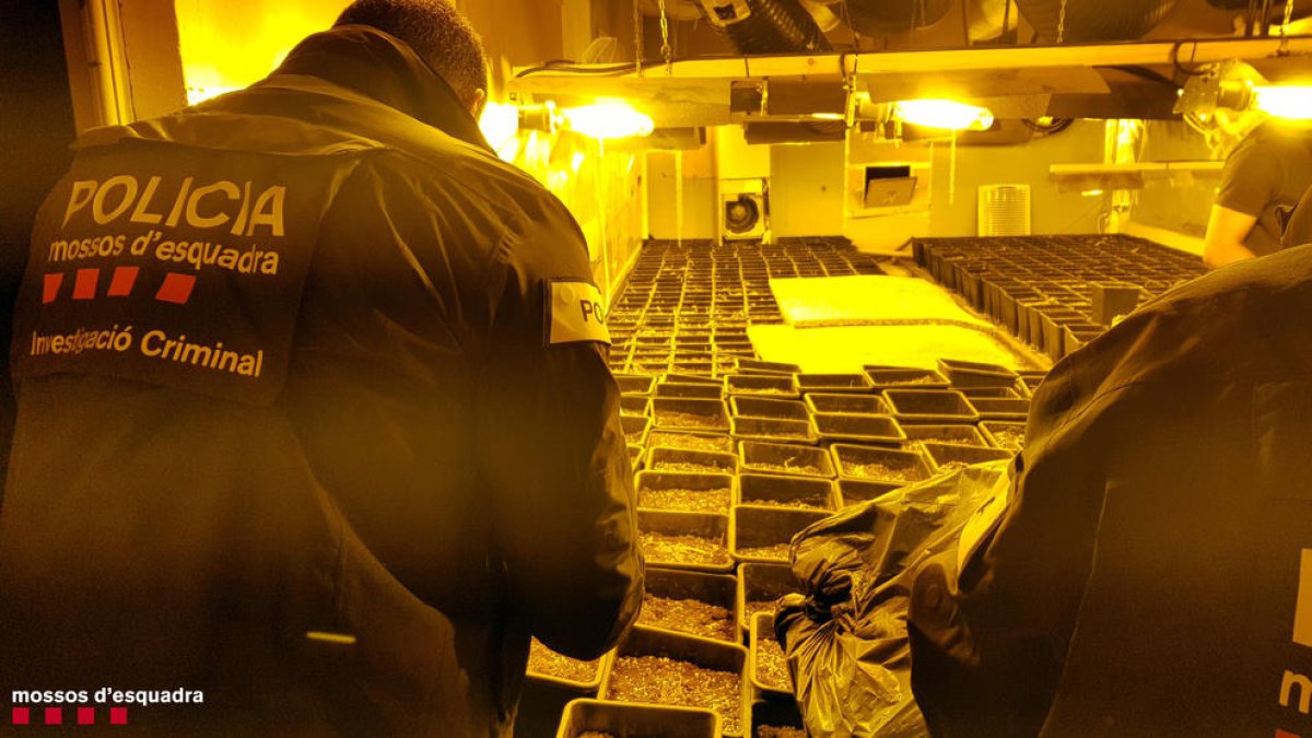 Desarticulada una organización que cultivaba marihuana en una nave del polígono Francolí
