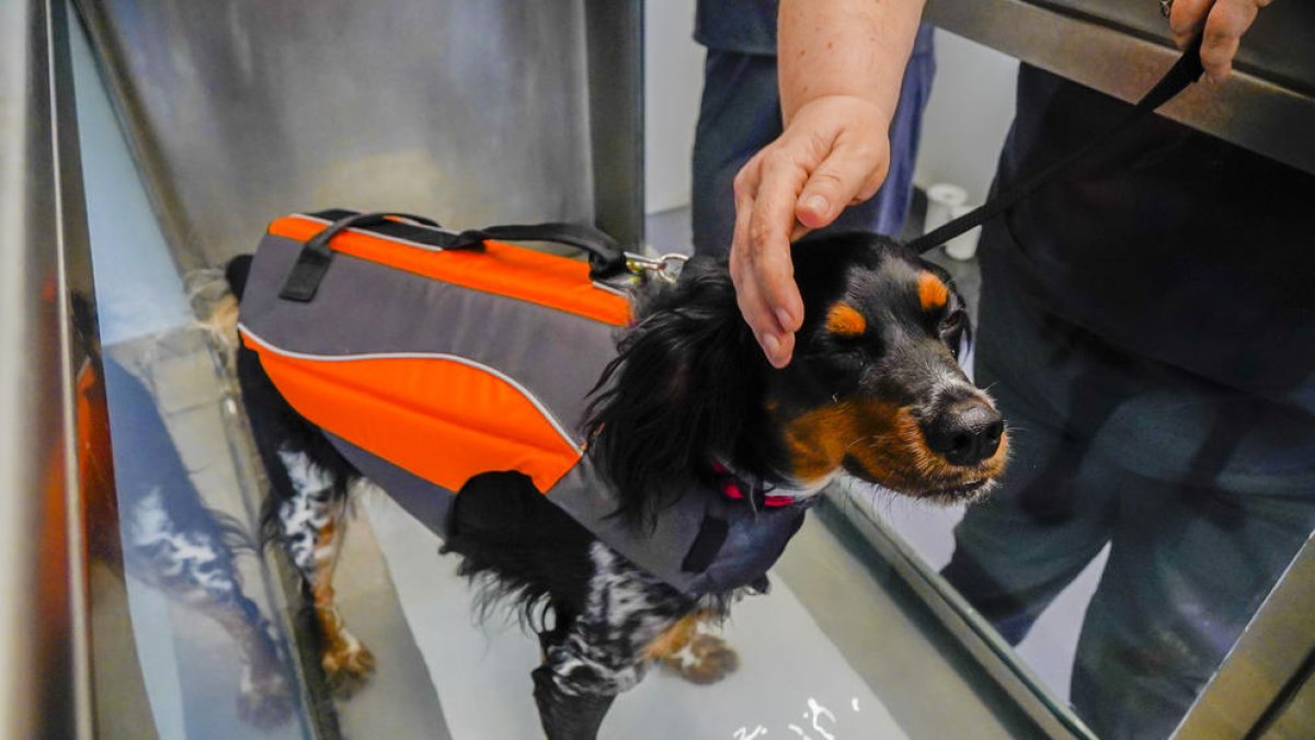 Domingo Veterinaris, Riudoms, clínica veterinaria, centro fisioterapia, rehabilitación animales